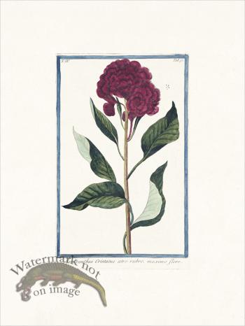 Bonelli 357 Amaranth